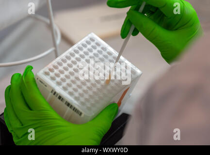 Dresden, Deutschland. 18 Sep, 2019. Ein Mitarbeiter in der DKMS Life Science Lab, in dem Gebäude der ehemaligen Dresdner Bundesbank, arbeitet auf die Sortierung der medizinische Wattestäbchen mit Zellen der Mundschleimhaut für die Eingabe der DNA. Jeden Tag in Deutschland über 1900 Menschen erneut angemeldet werden als Stammzellspender in die DKMS, weltweit gibt es über 3400. Jeder Einzelne von Euch ist in der DKMS-stammzellspender Labor für seine Gewebemerkmale analysiert, den so genannten HLA-Typisierung. Credit: Robert Michael/dpa-Zentralbild/dpa/Alamy leben Nachrichten Stockfoto
