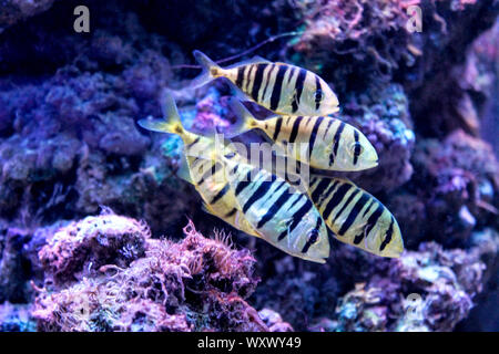 Marine Hintergrund mit Schwarz und Gelb Korallenriff fische Shoal. Entspannende Meer und Ozean leben Hintergrund mit blauen Wasser. Wasserbewohner. Tauchen oder Stockfoto