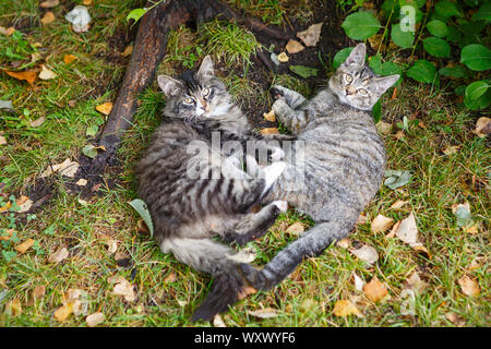 Zwei schöne Obdachlose graue Kätzchen liegen auf dem Gras Stockfoto