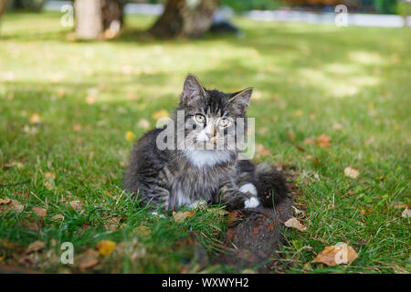 Schöne Obdachlose tricolor Kätzchen saß auf dem Gras Stockfoto