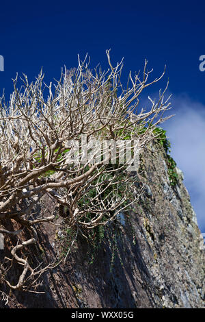 Großbritannien, Schottland, Innere Hebriden, Isle of Skye, nähe Broadford, Kirche von Kilchrist, zerstörte Kirche Wand mit Pflanzen aus den Steinen Stockfoto