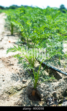 Karotten in großen Ackerland. Bewässerung Schläuche in Karotte Plantage. Konzept für Möhren wachsen. Stockfoto