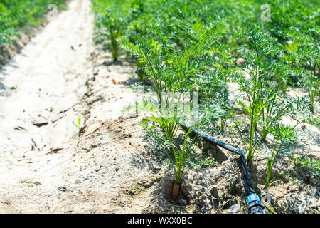 Karotten in großen Ackerland. Bewässerung Schläuche in Karotte Plantage. Konzept für Möhren wachsen. Stockfoto