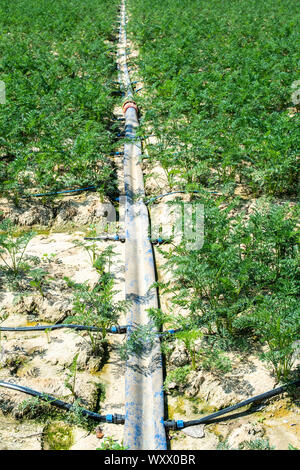 Karotten in großen Ackerland. Bewässerung Schläuche in Karotte Plantage. Konzept für Möhren wachsen. Stockfoto