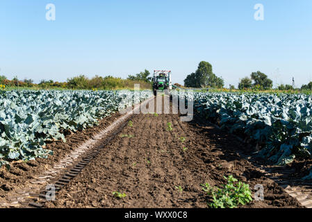 Traktor in Brokkoli Ackerland. Große Brokkoli Plantage. Konzept für wachsende Brokkoli. Sonnigen Tag. Spuren von traktorreifen Stockfoto