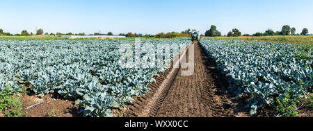 Traktor in Brokkoli Ackerland. Große Brokkoli Plantage. Konzept für wachsende Brokkoli. Sonnigen Tag. Spuren von traktorreifen Stockfoto