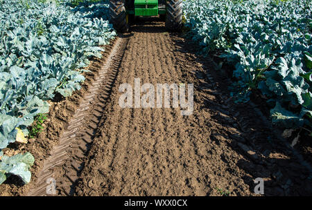 Traktor in Brokkoli Ackerland. Große Brokkoli Plantage. Konzept für wachsende Brokkoli. Sonnigen Tag. Spuren von traktorreifen Stockfoto