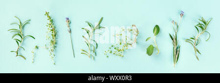 Kulinarische aromatische Kräuter auf der hellblaue Hintergrund. Rosmarin, Thymian, Lavendel, Salbei, Schuß von oben, einen Flachbild panorama legen Stockfoto