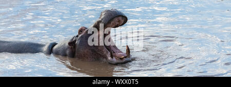 Hippopotamus gähnen, Mund weit offen, in den See in Afrika, mit der Herde nilpferde Baden Stockfoto