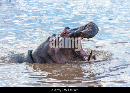 Hippopotamus gähnen, Mund weit offen, in den See in Afrika, mit der Herde nilpferde Baden Stockfoto