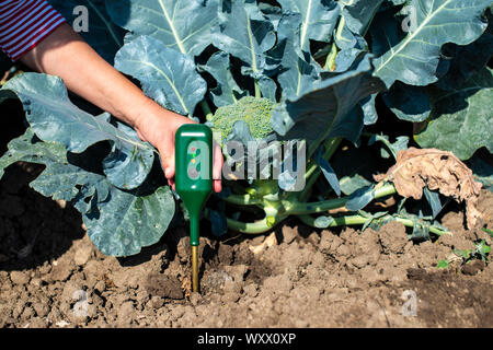 Agronom messen Boden in Brokkoli Plantage. Close up Brokkoli Kopf im Garten. Die Industrie wächst, und den Boden. Sonnigen Tag. Frau halten Boden messen. Stockfoto