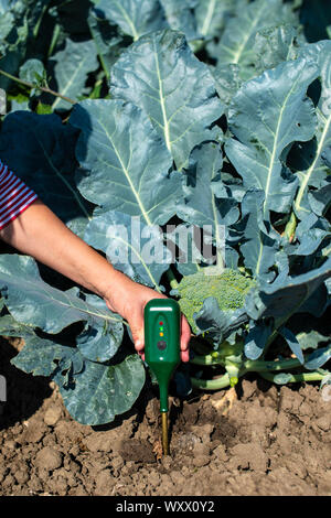 Agronom messen Boden in Brokkoli Plantage. Close up Brokkoli Kopf im Garten. Die Industrie wächst, und den Boden. Sonnigen Tag. Frau halten Boden messen. Stockfoto