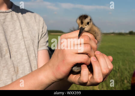 Klingeln ein Küken Eurasian curlew, Numenius arquata, Ostfriesland, Niedersachsen, Deutschland Stockfoto