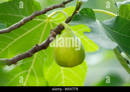 In der Nähe von Ficus Carica 'White Marseille "genießbare Früchte, Abb. "Weiße Marseille', Ficus Carica 'White von Genua Stockfoto