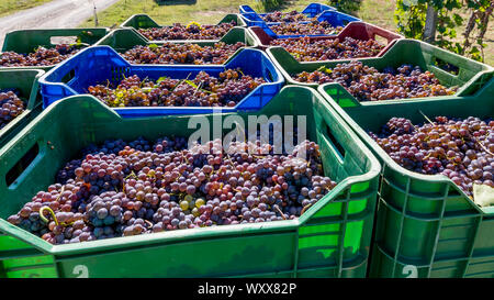 Stapel von bunten Kunststoff Körbe gefüllt mit Trauben von schwarzen Trauben über am Weingut während der Ernte zu gelangen Stockfoto