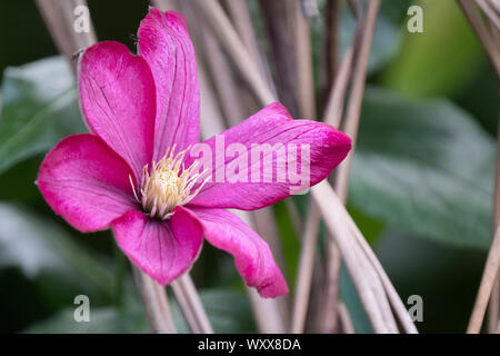 Nahaufnahme einer einzelnen Blume der späten Blüte großblütige Karminrot Clematis 'Ville De Lyon' Stockfoto