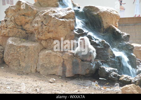 Safari in Israel. Stockfoto