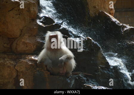 Safari in Israel. Stockfoto