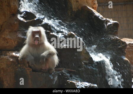 Safari in Israel. Stockfoto