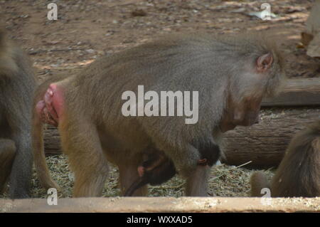Safari in Israel. Stockfoto