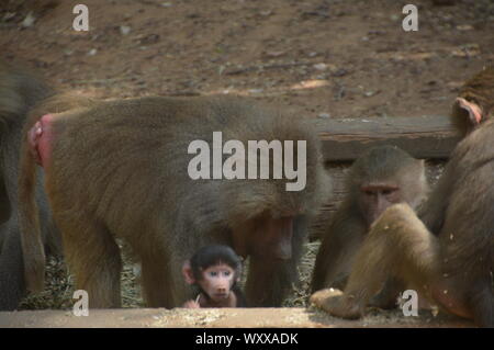 Safari in Israel. Stockfoto