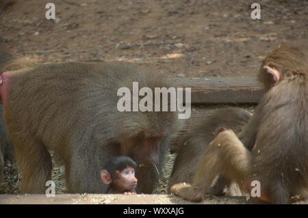 Safari in Israel. Stockfoto
