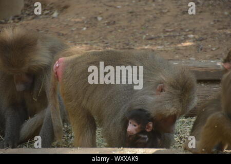 Safari in Israel. Stockfoto