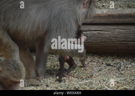 Safari in Israel. Stockfoto