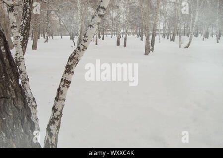 Verbogene birkenstamm vor dem Hintergrund von Schnee und Bäume im Winter Park, eine Kopie des Raumes Stockfoto