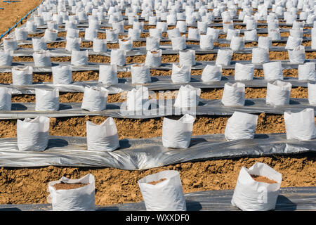 Zeile fo Coconut Kokos in Kindergärten weißen Beutel für Bauernhof mit fertigation, Bewässerungssystem für den Anbau von Erdbeeren verwendet werden. Stockfoto