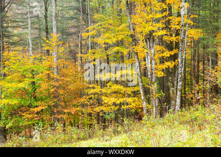 Fall foliage colours of Aspen trees near Woodstock in Vermont, New England, USA Stockfoto