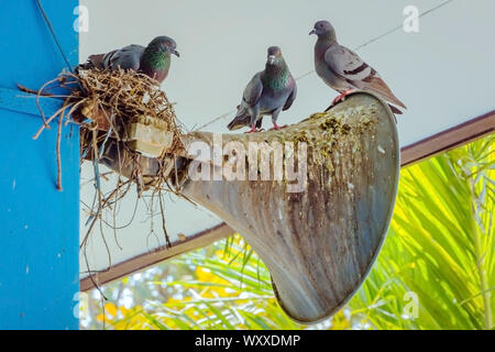 Tauben ein Nest gebaut und ruhen auf dem alten Horn Lautsprecher an das Gebäude Stange befestigt. Stockfoto