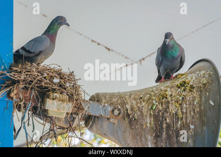 Tauben ein Nest gebaut und ruhen auf dem alten Horn Lautsprecher an das Gebäude Stange befestigt. Stockfoto