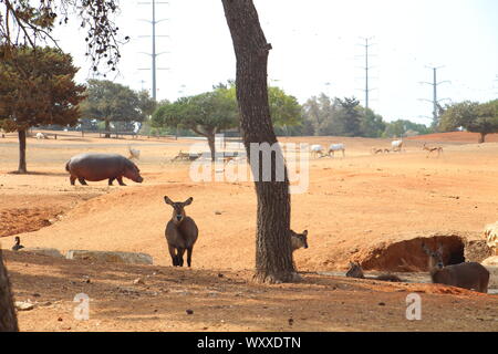 Safari in Israel. Stockfoto
