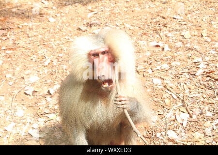 Safari in Israel. Stockfoto