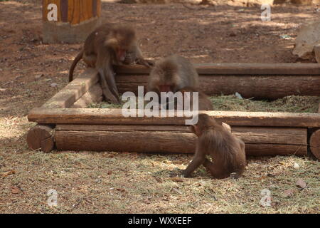 Safari in Israel. Stockfoto