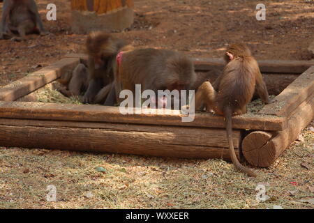 Safari in Israel. Stockfoto
