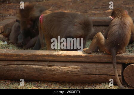 Safari in Israel. Stockfoto