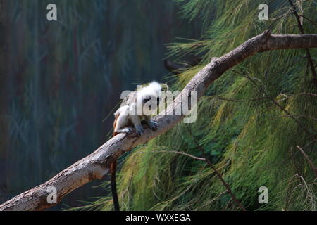 Safari in Israel. Stockfoto