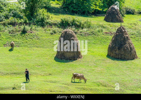 Eine Frau, die ihre Kühe tendenziell in ein Feld mit traditionellen stooks, Heuballen, in der Nähe von Burrel in Dibër County, zentrale Albanien, Stockfoto