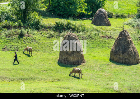 Eine Frau, die ihre Kühe tendenziell in ein Feld mit traditionellen stooks, Heuballen, in der Nähe von Burrel in Dibër County, zentrale Albanien, Stockfoto