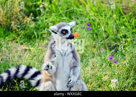 Lemur catta Sitzen und Essen Gras Stockfoto