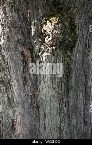 Nahaufnahme Detail der Rinde auf uralten knorrigen Baum in Vermont, USA Stockfoto