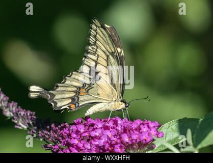 Nahaufnahme von Giant Swallowtail butterfly (Schmetterling) cresphontes Fütterung von Lila Flieder Blumen, Ontario, Kanada Stockfoto