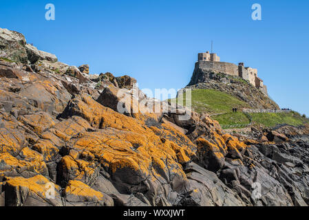 Lindisfarne Castle auf der heiligen Insel in Northumberland, Holy Island ist eine Insel vor der Nordostküste Englands. Stockfoto