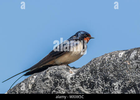 Schlucken (Hirundo rustica) Schließen thront - oben Stockfoto