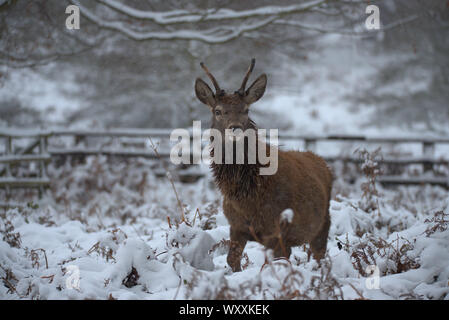 Junge Hirsche Buck im Schnee Stockfoto