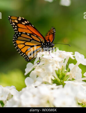 Monarch Butterfly auf einem weißen Hortensie Stockfoto