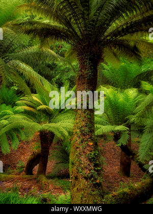 Australische weicher Baumfarn (Dicksonia antarctica). Trewidden Gärten, Cornwall, England Stockfoto