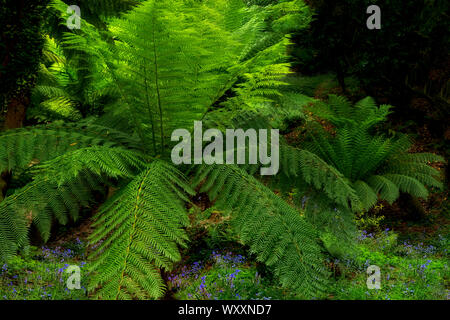 Australische weicher Baumfarn (Dicksonia antarctica). Trewidden Gärten, Cornwall, England Stockfoto